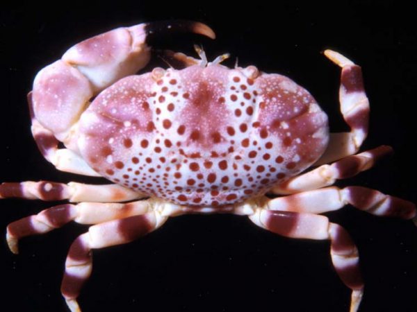 Xanthias punctatus Guam 401-4