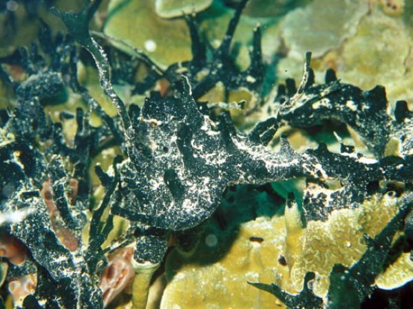 Xestospongia aff. carbonaria Guam 532-4_1