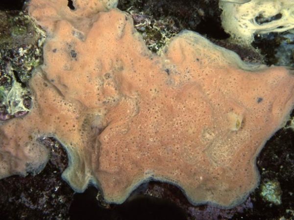 Xestospongia sp. 1 Guam 869-13_1