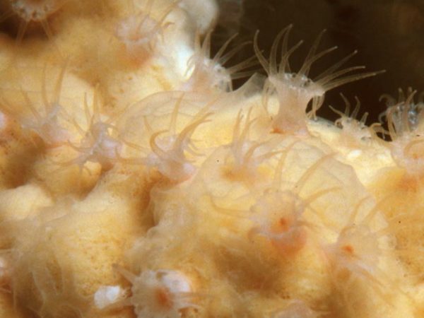 Zoanthid sp. 1 (Astrosclera-assoc.) Saipan 417-25