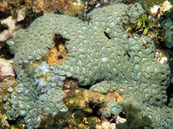 Zoanthus vietnamensis Guam 615-28