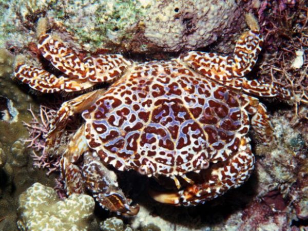 Zosimus aeneus Guam 596-24