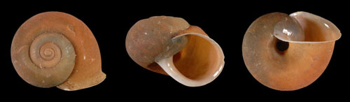 Chloritis fausta - 91126