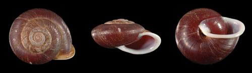 Chloritis majuscula - 366463