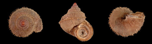 Dominamaria pinnacula