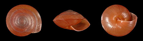 Euplecta woodlarkensis - 303741