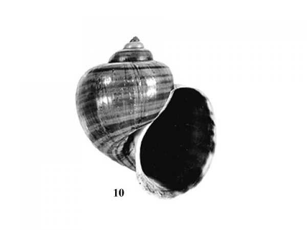 Fig. 10