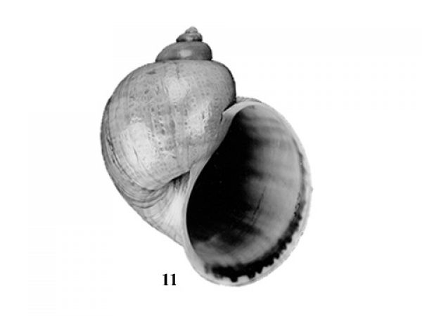 Fig. 11
