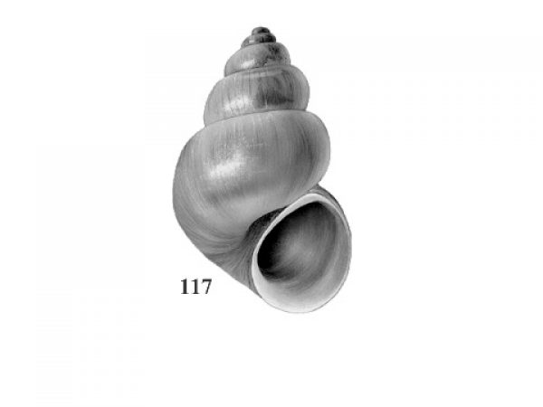 Fig. 117