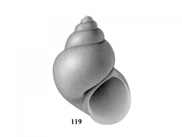 Fig. 119