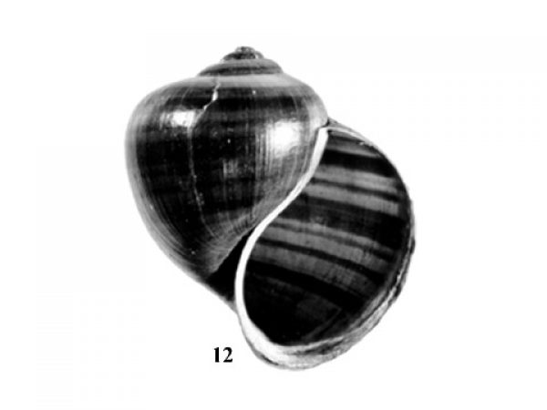 Fig. 12