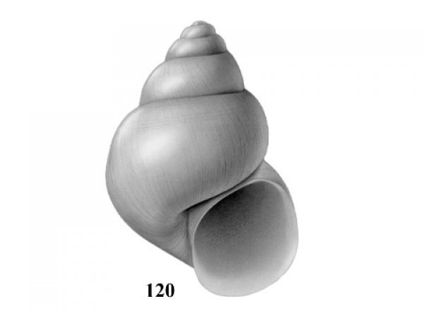 Fig. 120