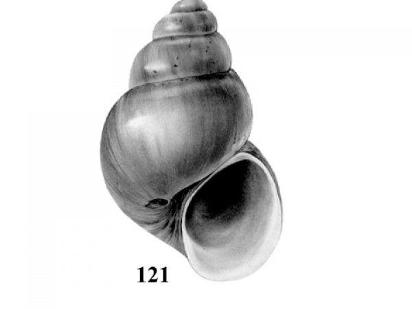 Fig. 121