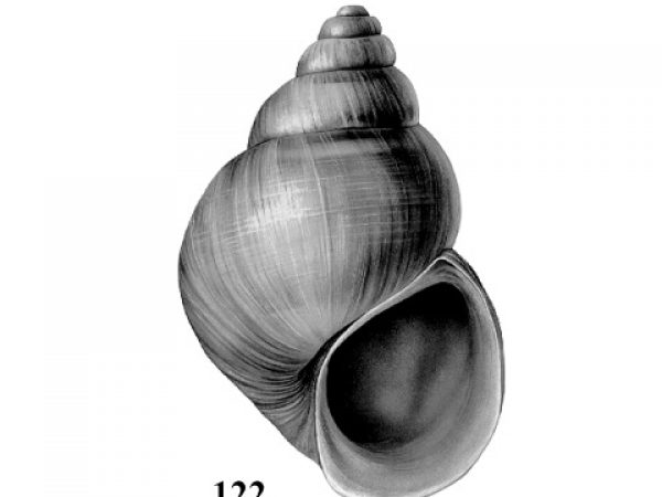 Fig. 122