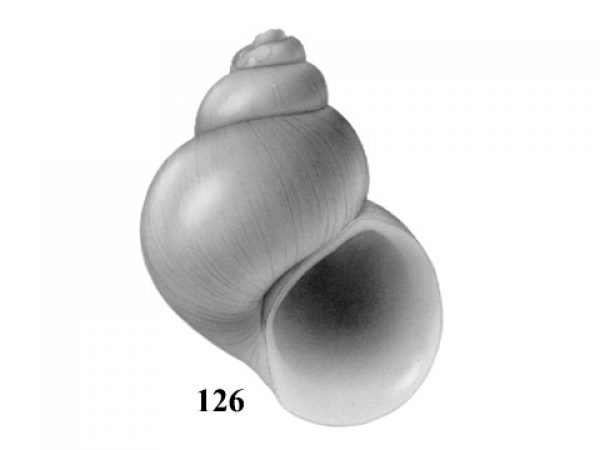 Fig. 126