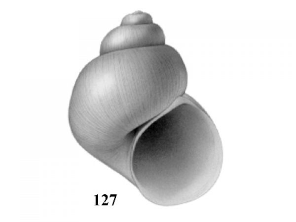 Fig. 127