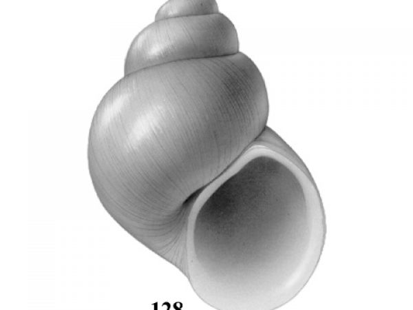 Fig. 128