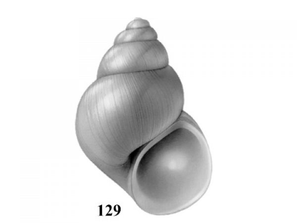 Fig. 129