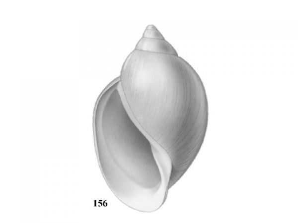 Fig. 156