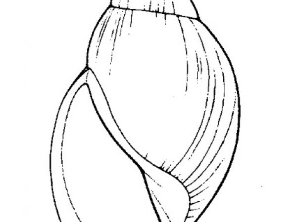 Fig. 157