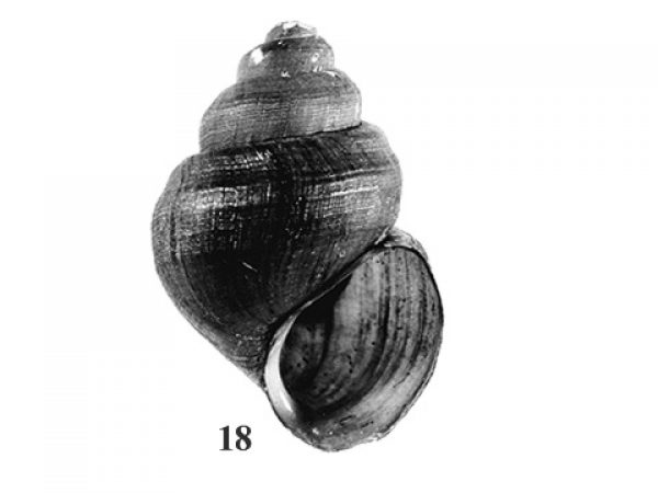 Fig. 18