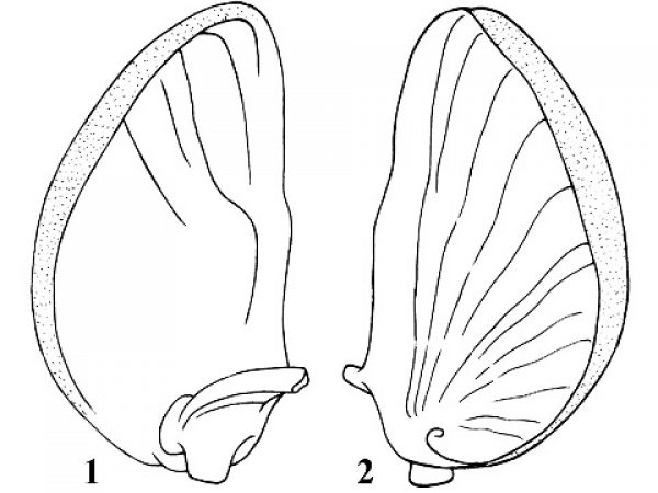 Figs. 1 & 2: The only freshwater neritid in Florida. Height 15-20 mm; width 14-19 mm. Shell solid, relatively heavy, dark green with numerous, narrow black stripes. Widely distributed in brackish water in the Caribbean and Gulf of Mexico region. invades freshwater zone in lower parts of some rivers. Found in Florida along both coasts. This species generally was listed as Neritina reclivata (Say, 1822) in previous literature. The name is a junior synonym of Neritina usnea.