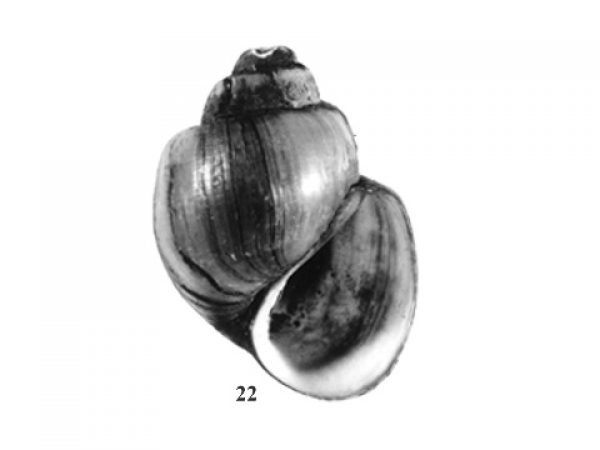 Fig. 22
