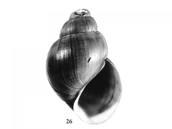 Fig. 26