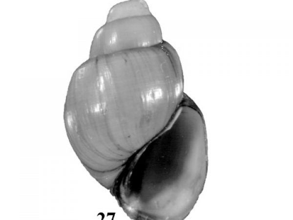 Fig. 27