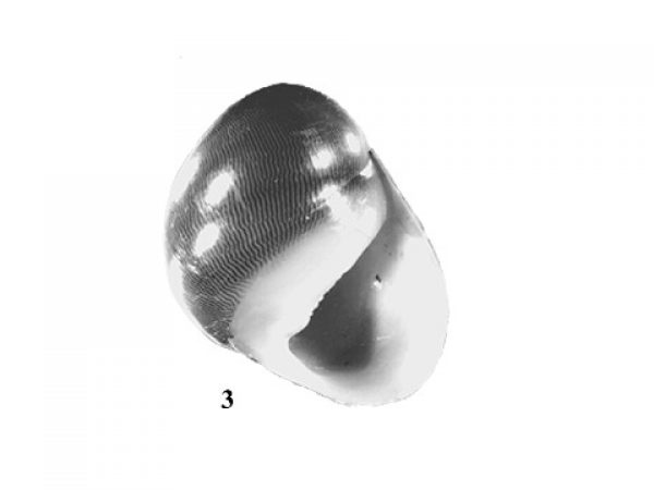 Fig. 3: Aperture relatively large with fine, uneven, serrate denticles along parietal wall.