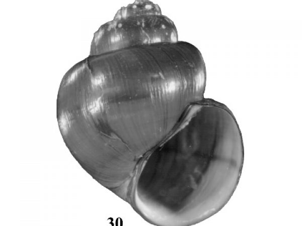 Fig. 30