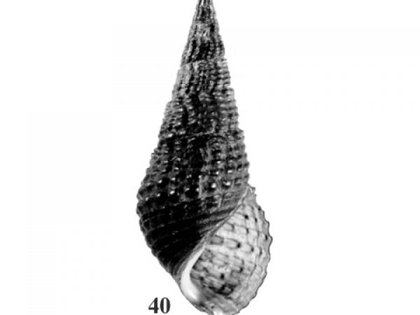 Fig. 40