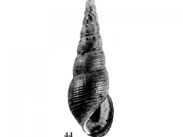 Fig. 44
