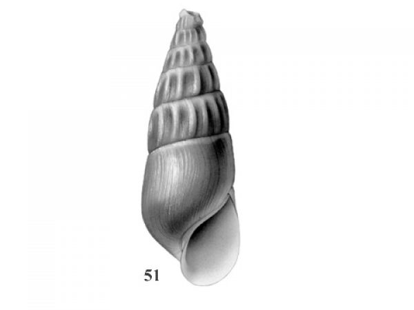 Fig. 51