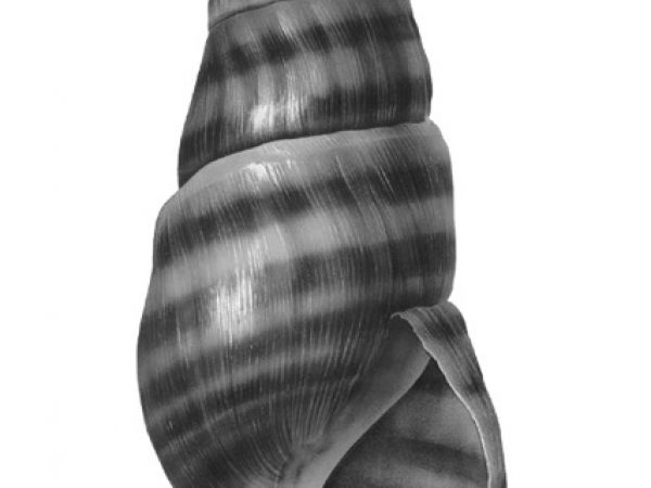 Fig. 53