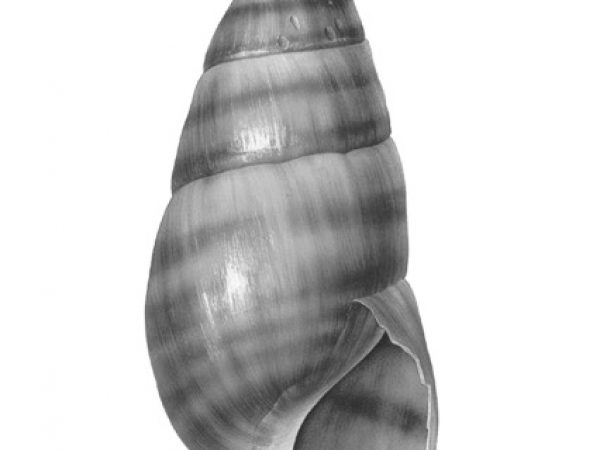 Fig. 54