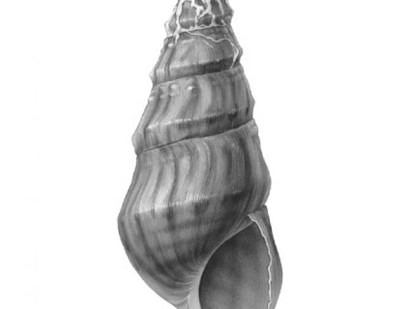 Fig. 56