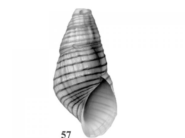 Fig. 57