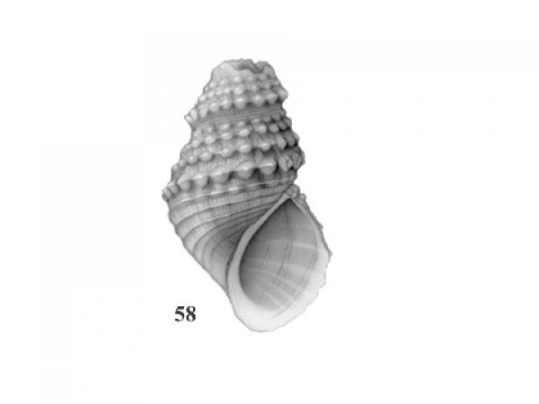 Fig. 58