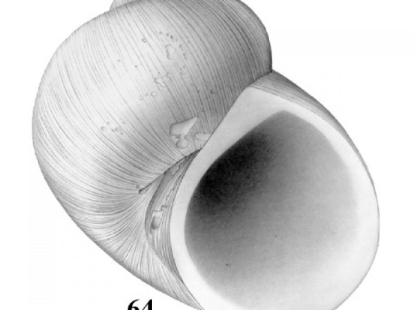 Fig. 64