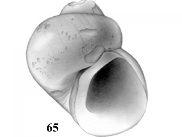 Fig. 65