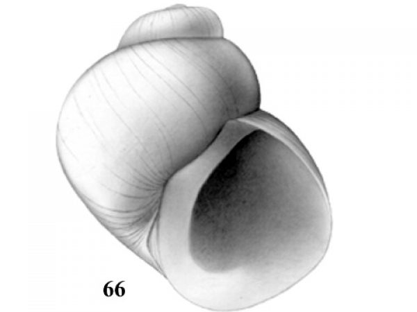 Fig. 66