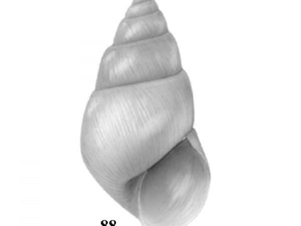 Fig. 88