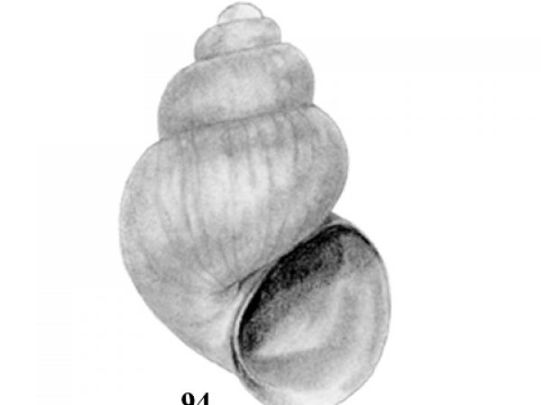 Fig. 94