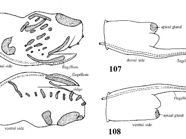 Figs. 105, 106, 107 & 108