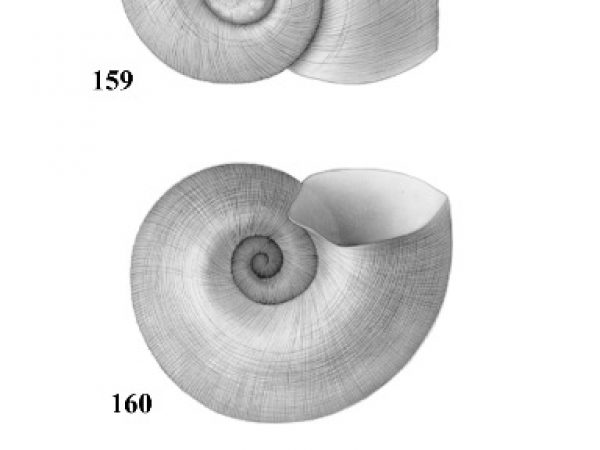 Figs. 159, 160 & 161