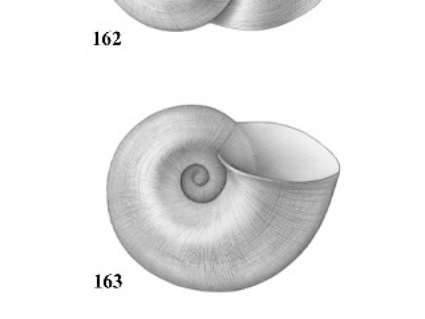 Figs. 162, 163 & 164