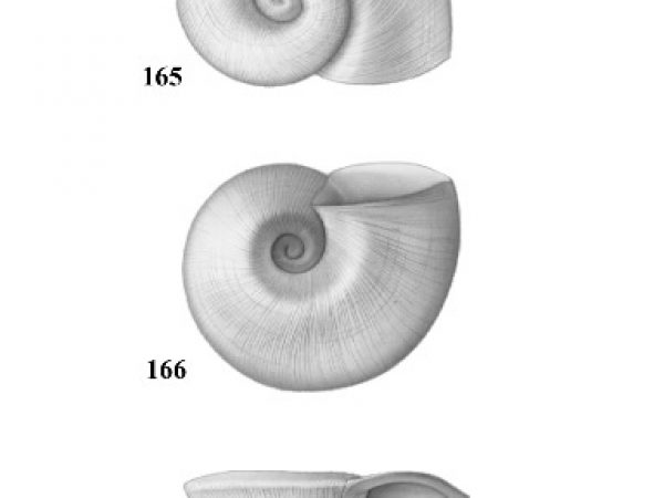 Figs. 165, 166 & 167