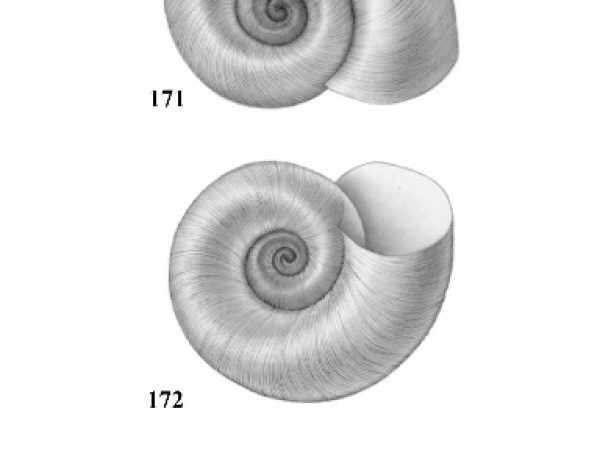 Figs. 171, 172 & 173