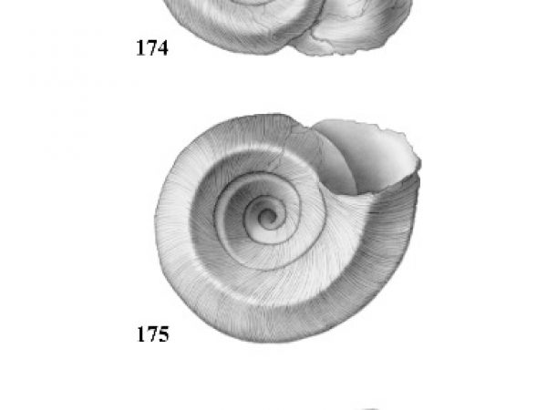 Figs. 174, 175 & 176